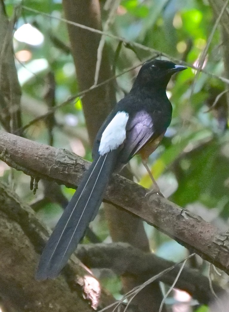 white-rumped shama P1099210