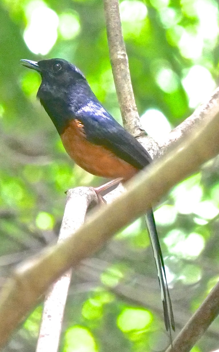 White-rumped Shama P1099228