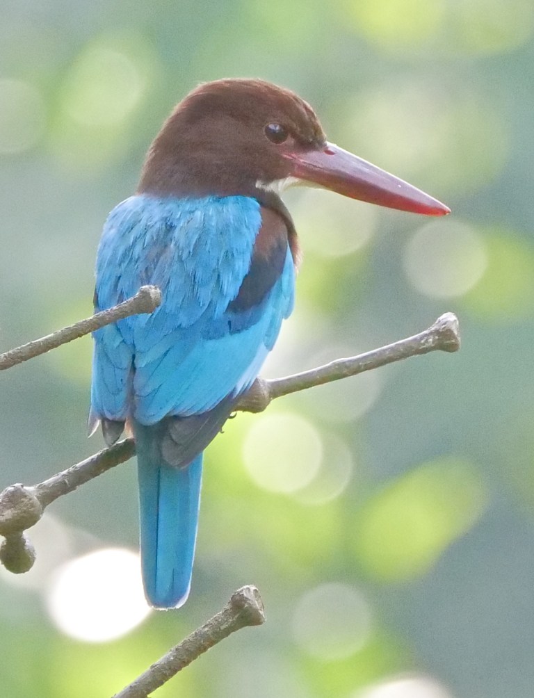 White-throated Kingfisher