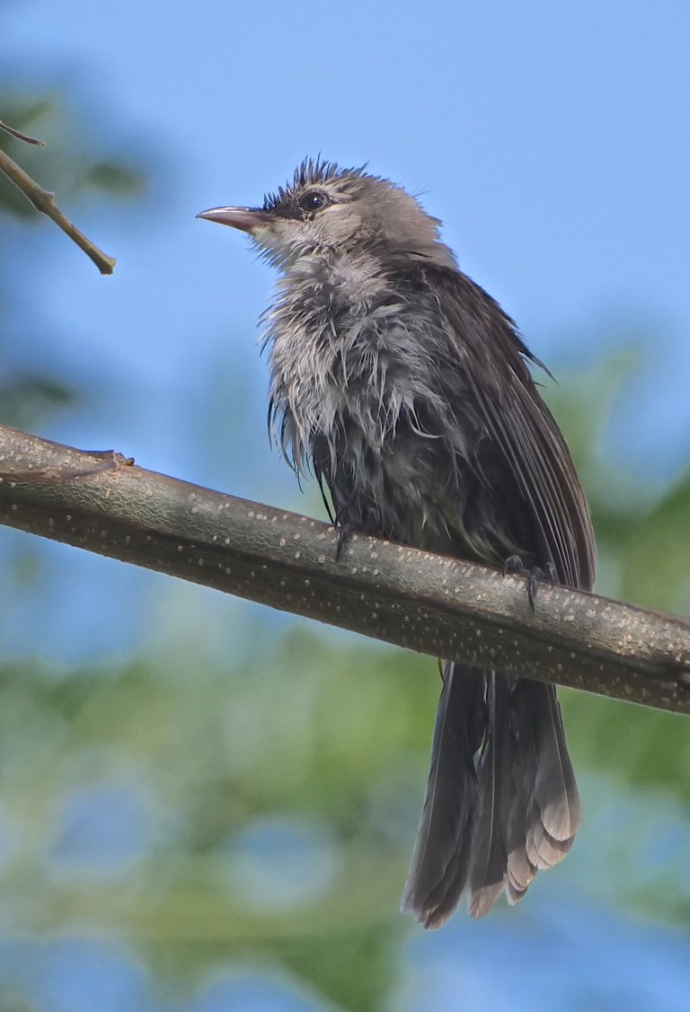 Yellow-vented Bulbul P1067326