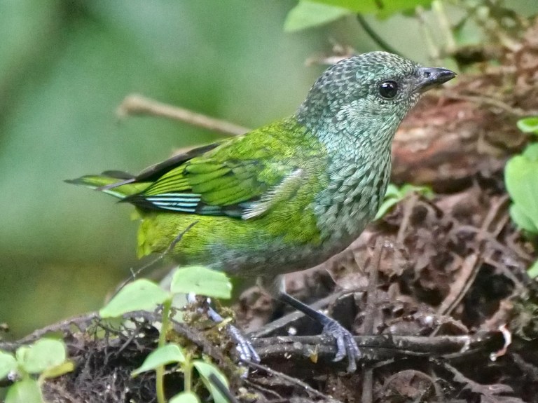 Black-capped Tanager (fm) San Tadeo, Mindo