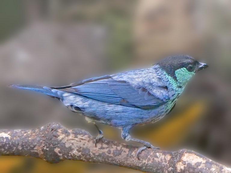 Black-capped Tanager San Tadeo, Mindo