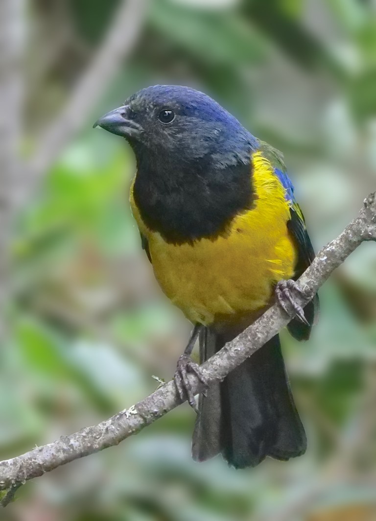 Black-chested Mountain-Tanager, Yanacocha