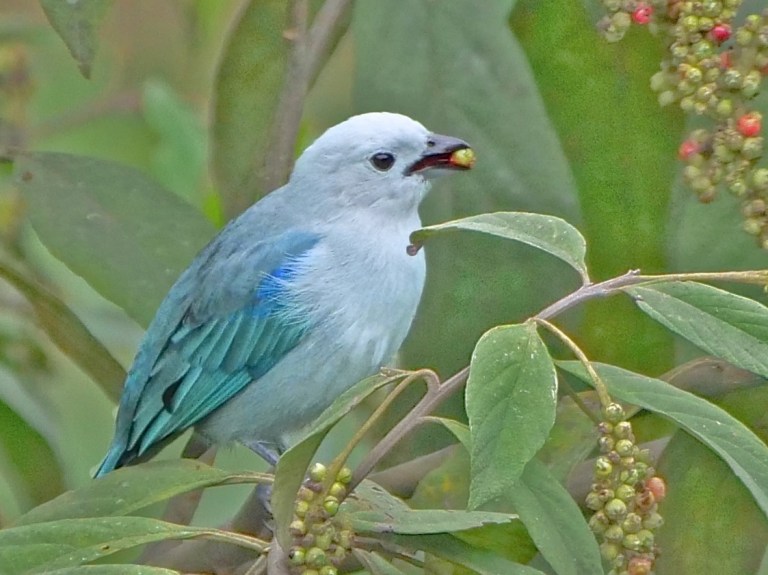 Blue-Grey Tanager, San Jorge, Tandayapa