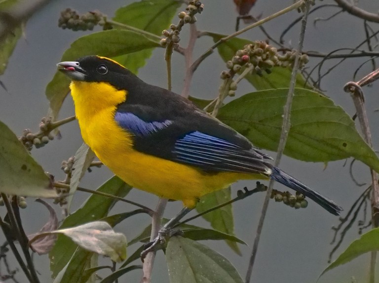 Blue-winged Mountain Tanager, Tandayapa