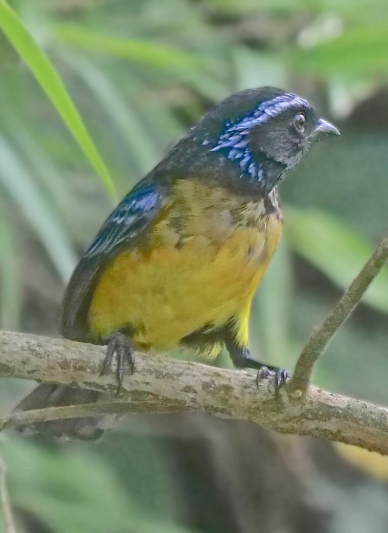 Buff-breasted Mountain-Tanager, Tandayapa