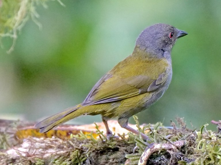 Dusky Bush Tanager, San Tadeo, Mindo