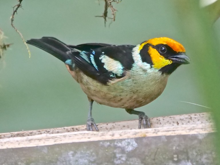 Flame-faced Tanager, San Tadeo, Mindo