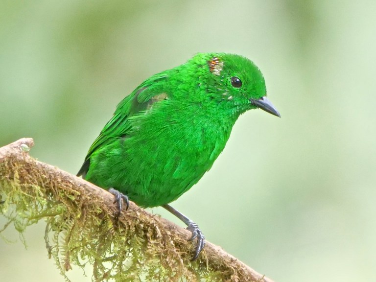 Glistening-green Tanager, Amagusa
