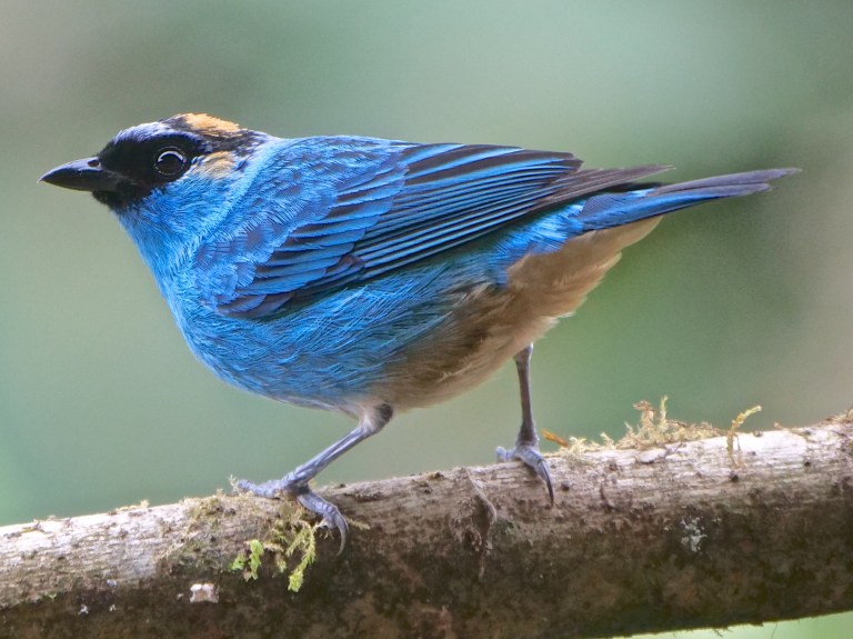 Golden-naped Tanager, Tandayapa