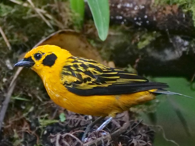 Golden Tanager, San Tadeo, Mindo