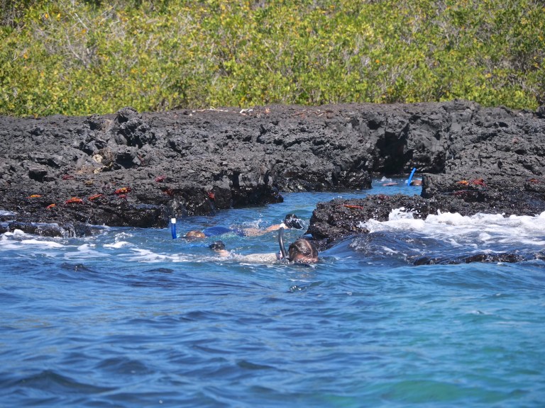 Intrepid snorklers in shark alley, Isla Tintoreras