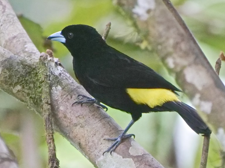 Lemon-rumped Tanager, San Tadeo, Mindo