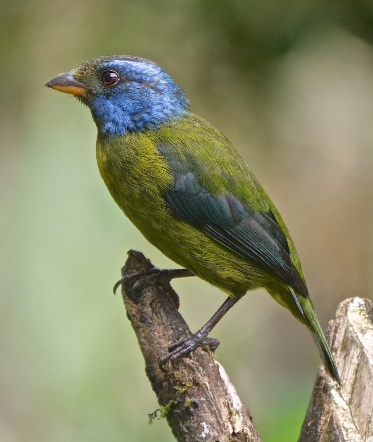 Moss-backed Tanager, Amagusa