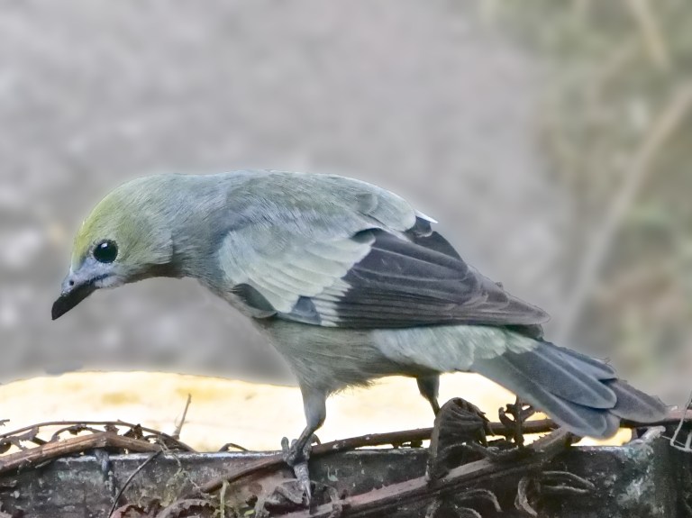 Palm Tanager, San Tadeo, Mindo
