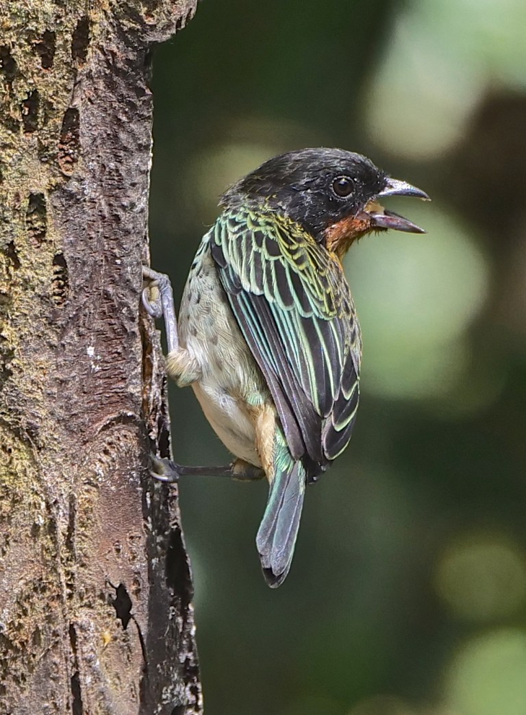 Rufous-throated Tanager, Amagusa