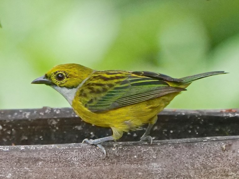 Silver-throated Tanager, Rancho Suamox