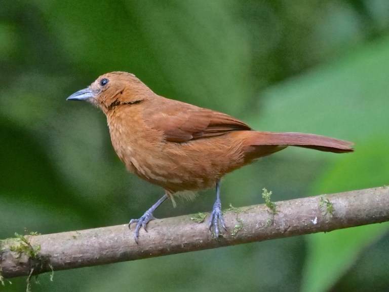 White-lined Tanager (fm), San Tadeo, Mindo