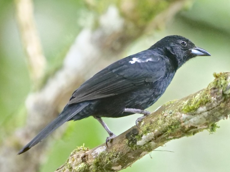 White-lined Tanager, Tandayapa